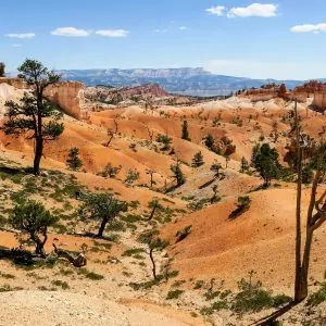 Long views of the desert covered by pine tree shadows.