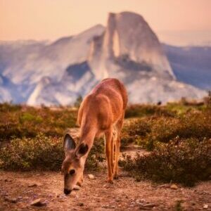 yosemite half dome deer spring sunset april