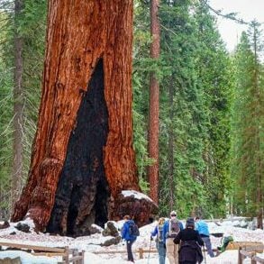 yosemite january hiking sequoias mariposa grove hike day snow winter