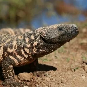 Grand Canyon in April gila monster lizard venom bit orange black